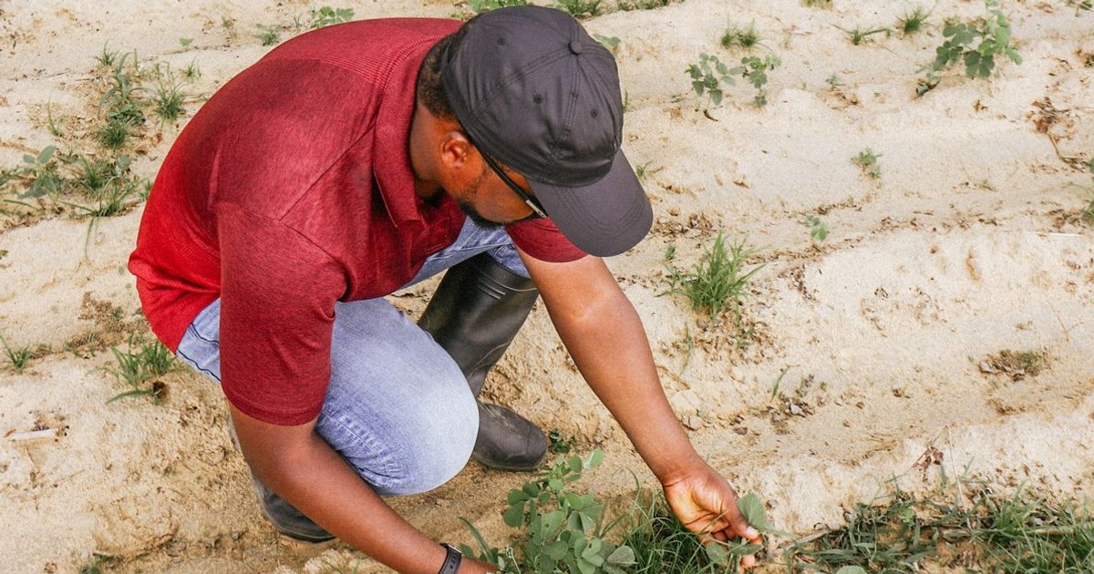 Comment l'IA transforme l'agriculture en Afrique